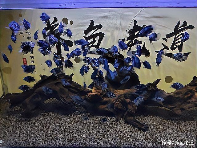 迷你鸚鵡魚10天了還不起飛 迷你鸚鵡魚10天了還不起飛 龍魚百科 第9張
