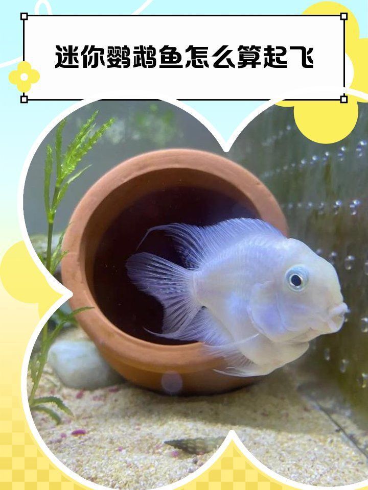 迷你鸚鵡魚10天了還不起飛 迷你鸚鵡魚10天了還不起飛 龍魚百科 第6張