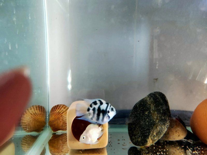 迷你鸚鵡魚10天了還不起飛 迷你鸚鵡魚10天了還不起飛 龍魚百科 第10張
