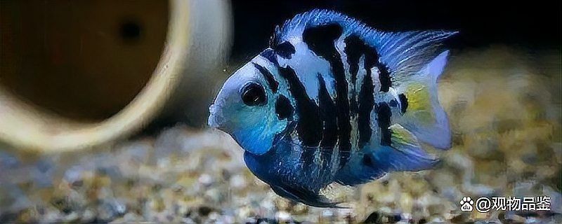 迷你鸚鵡魚10天了還不起飛 迷你鸚鵡魚10天了還不起飛 龍魚百科 第11張