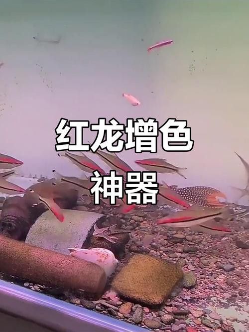紅龍魚專用燈哪個牌子的好點