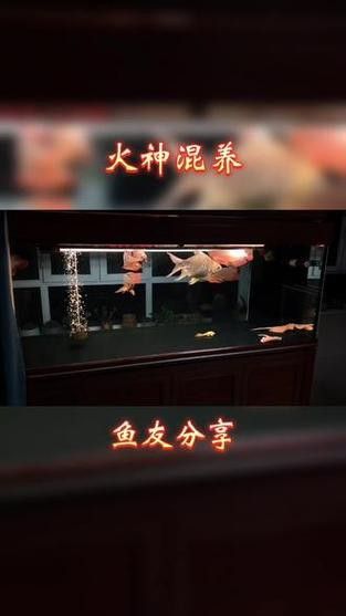 帝龍火神龍魚的價格是多少？