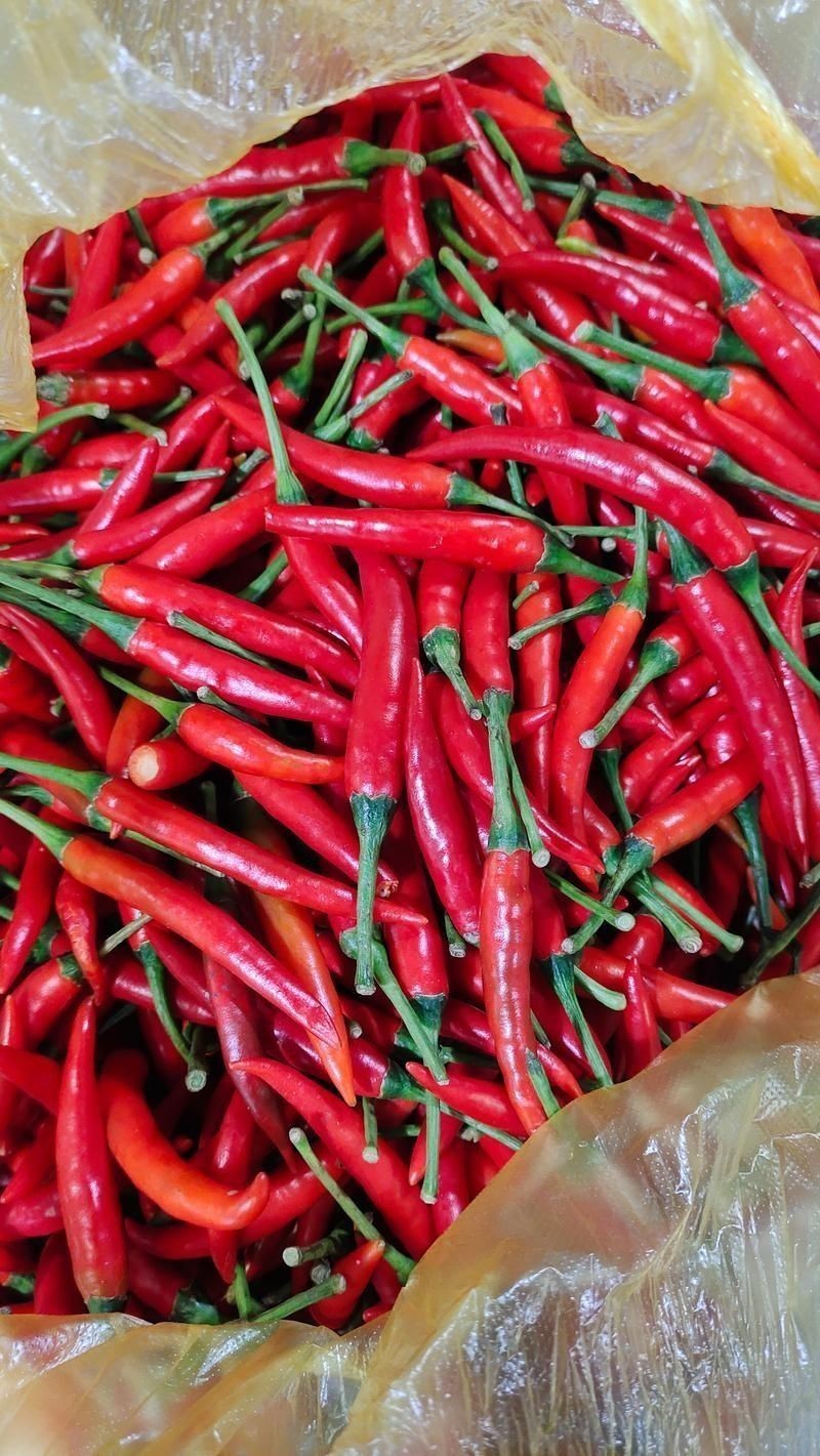 辣椒圖片大全大圖