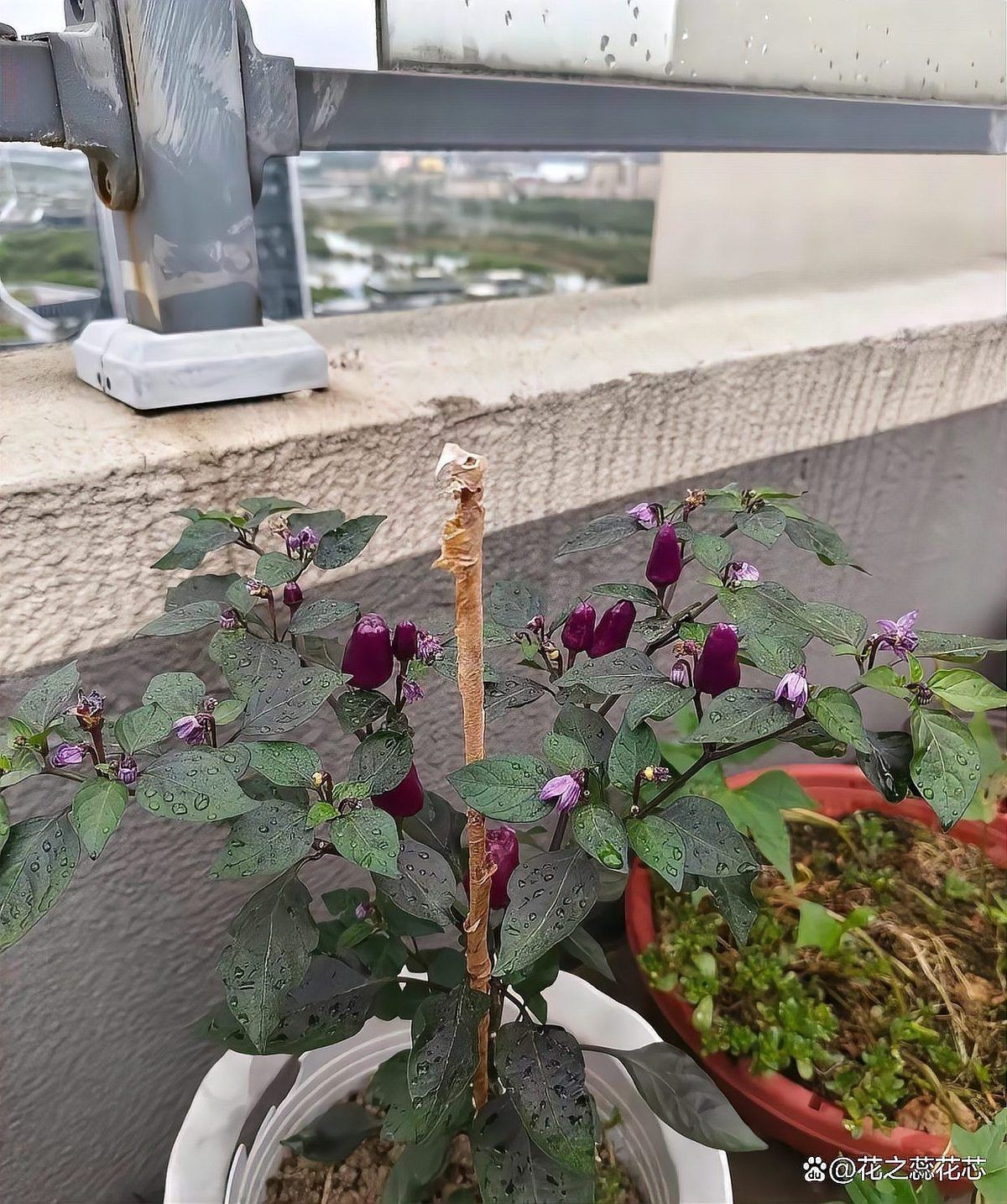 辣椒圖片大全大圖