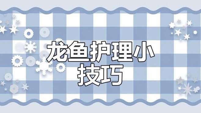 如何治療龍魚的鱗片缺損？