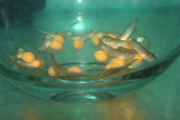 龍魚養殖基地：龍魚養殖基地的選址標準