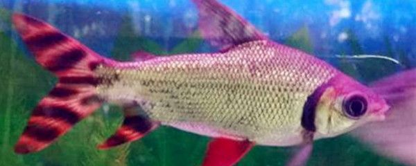 龍魚混養抑郁不吃食是否會死（龍魚不吃食會對健康產生影響嗎？）