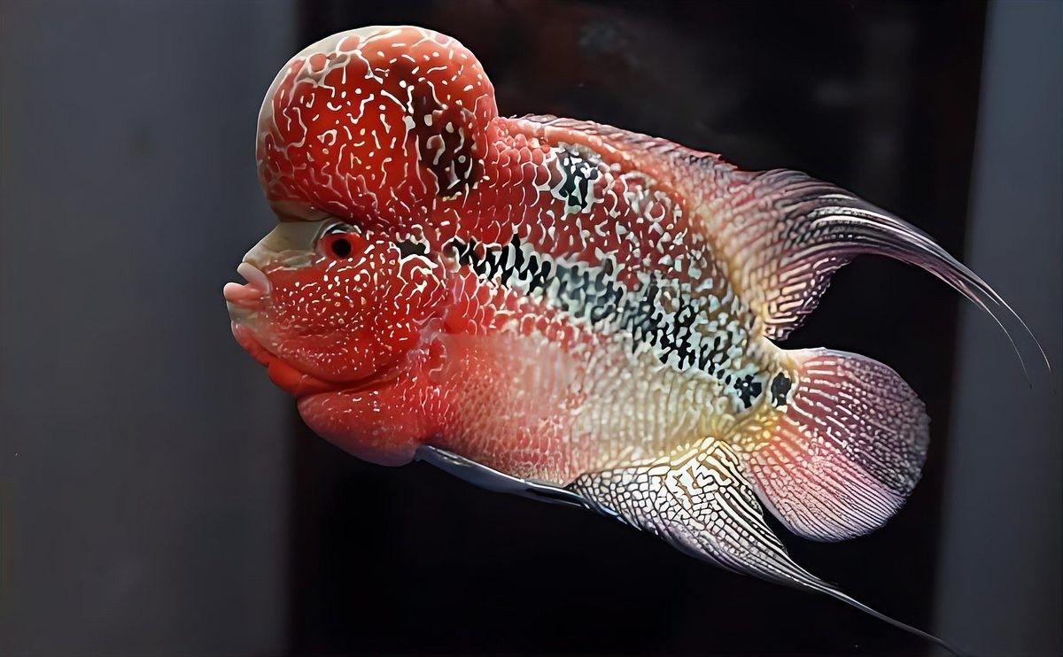 銀龍魚vs羅漢魚