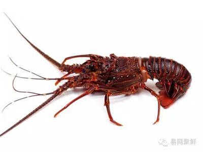 澳龍和紅龍價格差多少：如何區分澳龍和紅龍的價格差異