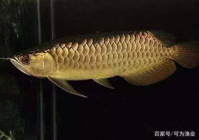 如何挑金龍魚(yú)（如何挑選到適合自己環(huán)境的金龍魚(yú)）