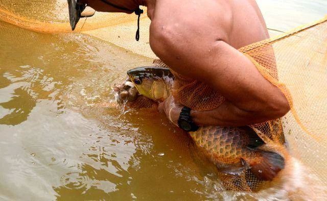 龍魚(yú)吐食物是由于多種原因引起的，包括水質(zhì)問(wèn)題、消化不良、厭倦食物等：龍魚(yú)吐食物怎么辦