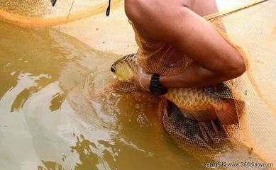 龍魚(yú)吐食物是由于多種原因引起的，包括水質(zhì)問(wèn)題、消化不良、厭倦食物等：龍魚(yú)吐食物怎么辦