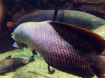 巨骨龍魚價格多少錢一條：巨骨舌魚價格多少錢一條巨骨舌魚價格多少錢一條