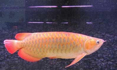 龍魚眼睛凹陷還有救嗎：龍魚眼睛凹陷是由于環境變差、細菌感染、內臟發炎等原因引起的