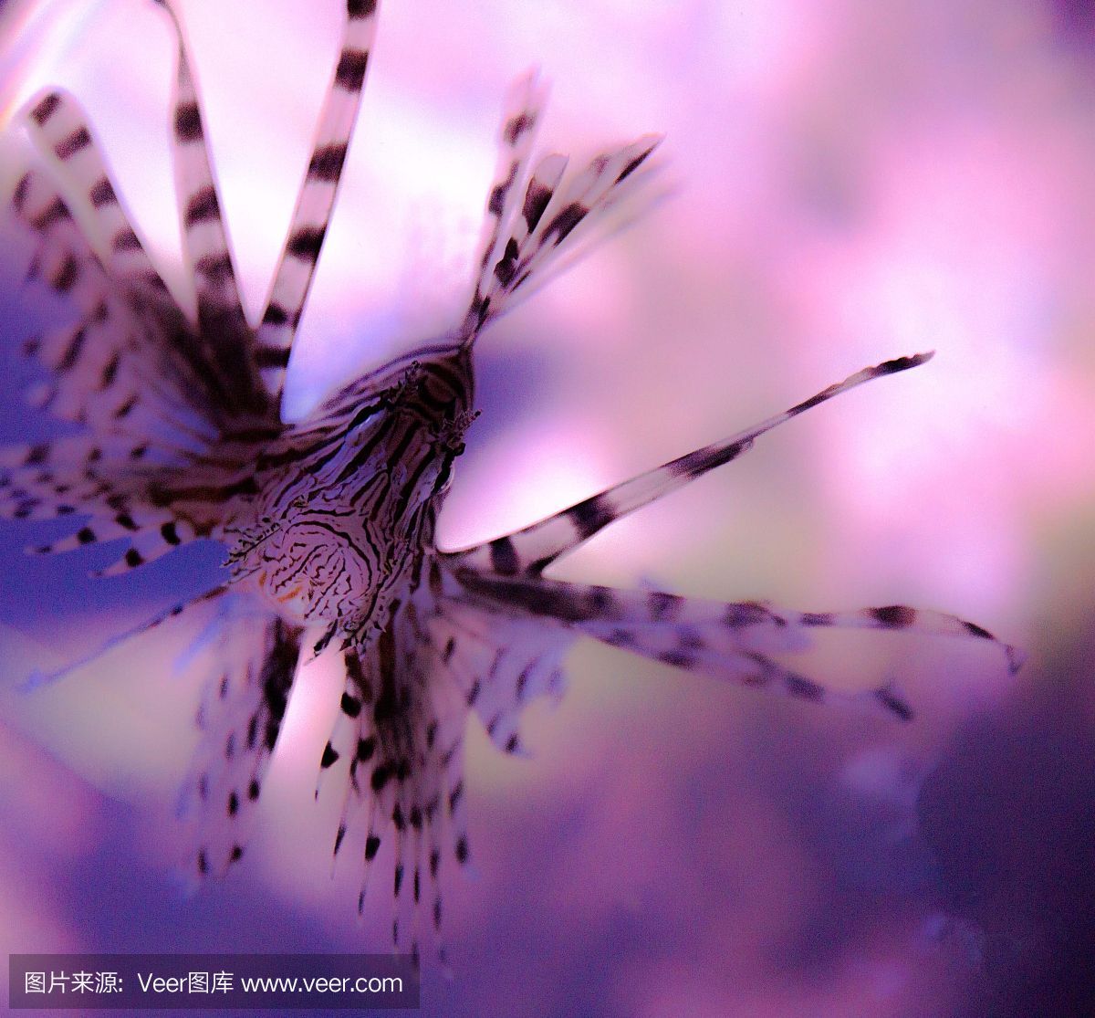養很久的龍魚突然對一個人跳躍（龍魚為什么會對人跳躍？）