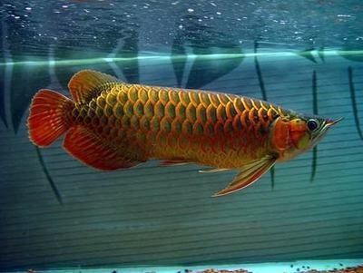 養(yǎng)很久的龍魚突然對一個人跳躍（龍魚為什么會對人跳躍？）