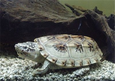 龍魚混養的龜有哪些（哪些龜適合與龍魚混養？）