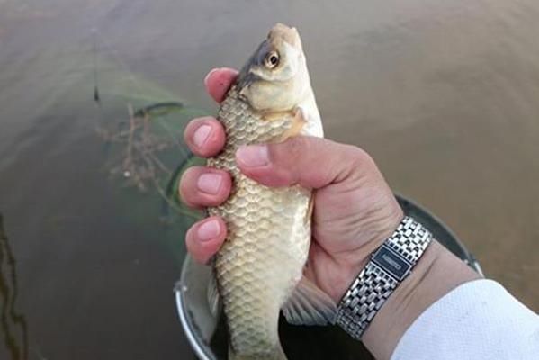 夏季元寶鯽素食餌料推薦：夏季釣鯽魚(yú)時(shí)，選擇素餌以減少雜魚(yú)干擾并吸引大個(gè)體鯽魚(yú)