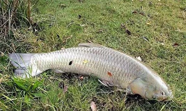 夏季元寶鯽素食餌料推薦：夏季釣鯽魚(yú)時(shí)，選擇素餌以減少雜魚(yú)干擾并吸引大個(gè)體鯽魚(yú)