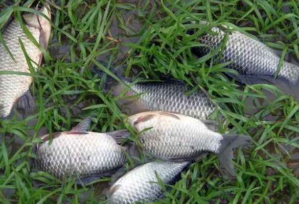 夏季元寶鯽素食餌料推薦：夏季釣鯽魚(yú)時(shí)，選擇素餌以減少雜魚(yú)干擾并吸引大個(gè)體鯽魚(yú)