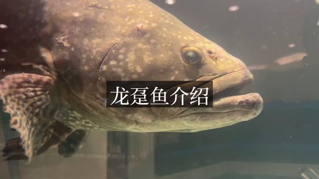 龍躉魚簡介