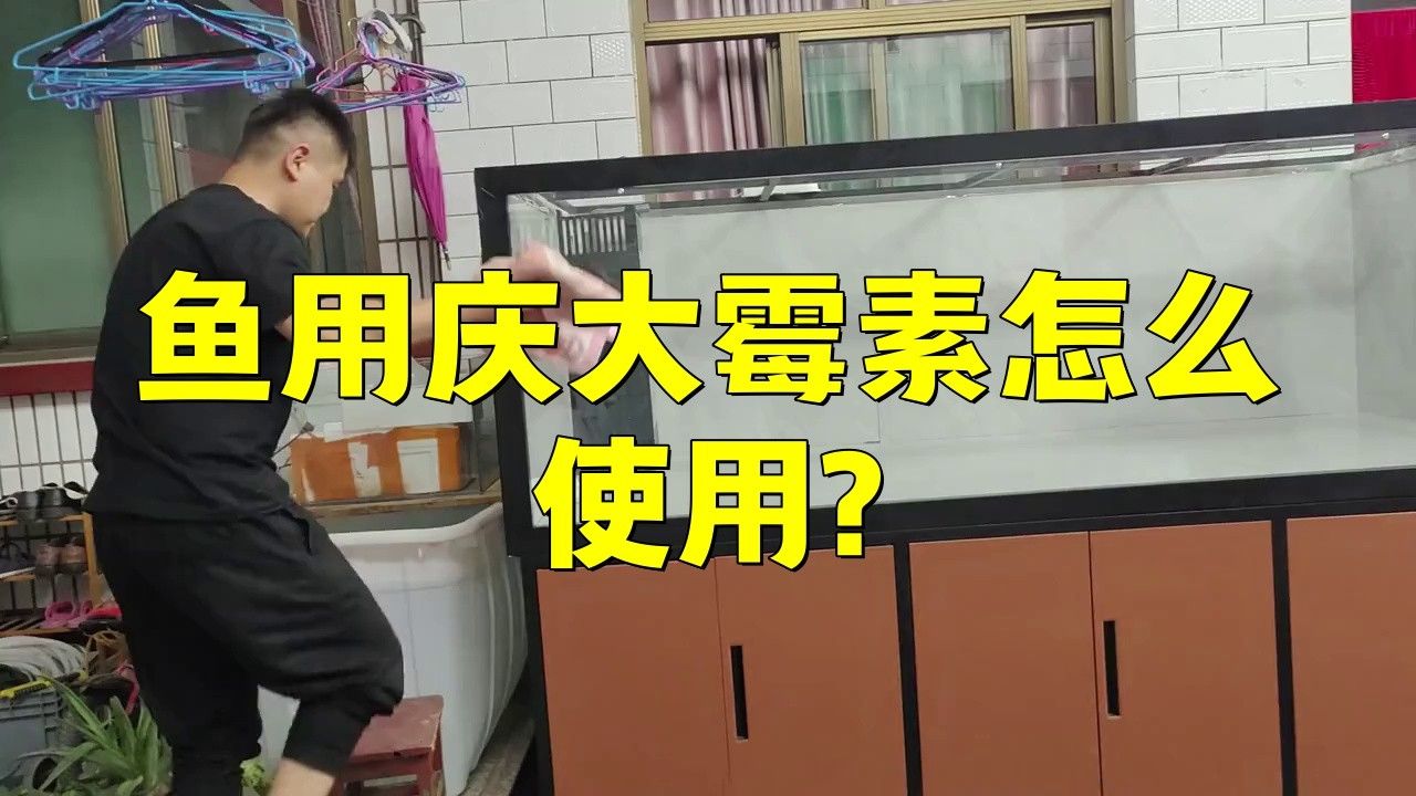 慶大霉素治療龍魚水霉