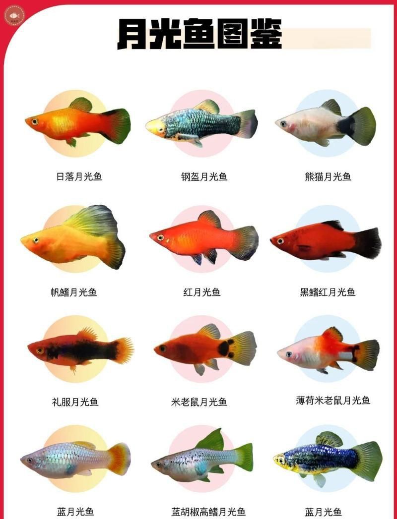 藍月光魚最忌三種東西
