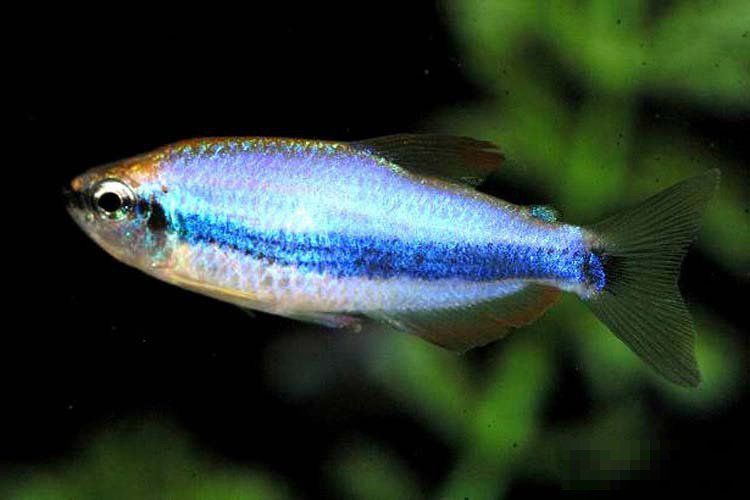 藍月光魚最忌三種東西