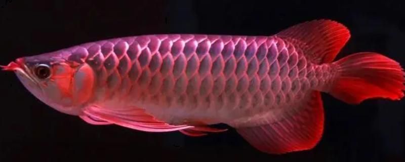 龍魚被咬：龍魚為什么會被虎魚壓制