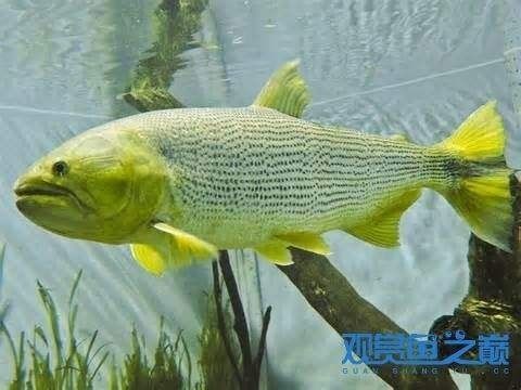 龍魚寓意著吉祥與財運的句子：龍魚，吉祥與財運的象征