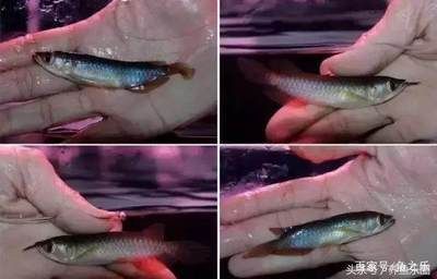 紅龍魚幼魚：紅龍魚幼魚的飼養技巧