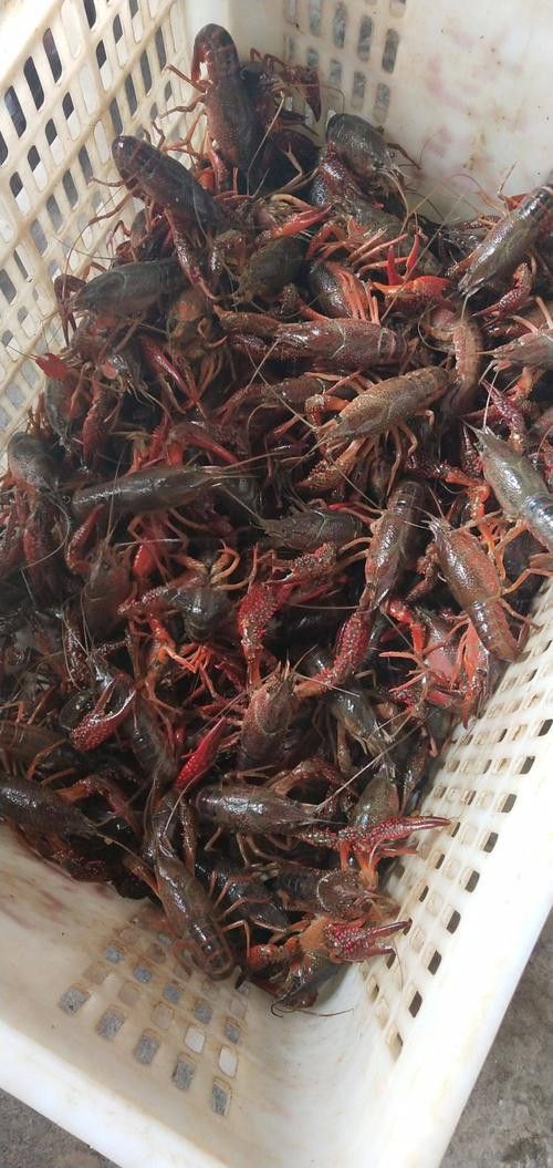 有沒(méi)有高清的中國(guó)龍蝦圖片？ 有沒(méi)有高清的中國(guó)龍蝦圖片？ 龍魚(yú)百科 第35張