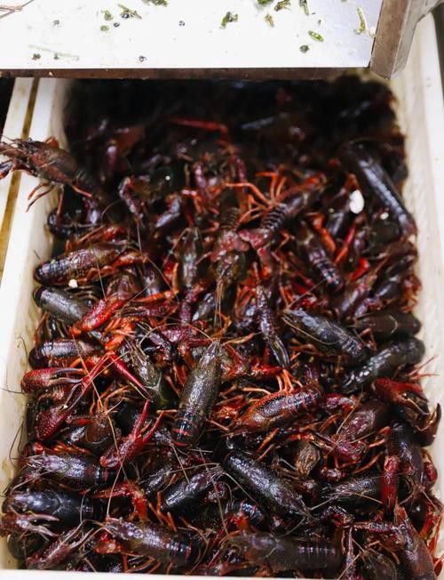 有沒(méi)有高清的中國(guó)龍蝦圖片？ 有沒(méi)有高清的中國(guó)龍蝦圖片？ 龍魚(yú)百科 第37張