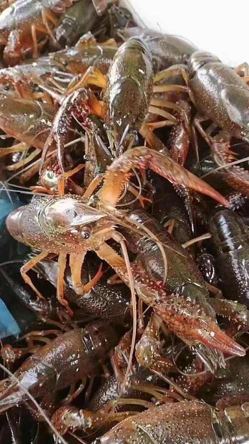 有沒(méi)有高清的中國(guó)龍蝦圖片？ 有沒(méi)有高清的中國(guó)龍蝦圖片？ 龍魚(yú)百科 第36張