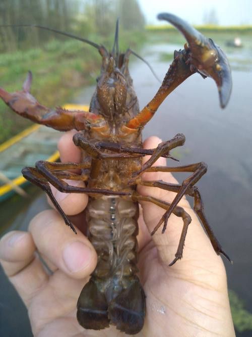 有沒(méi)有高清的中國(guó)龍蝦圖片？ 有沒(méi)有高清的中國(guó)龍蝦圖片？ 龍魚(yú)百科 第41張