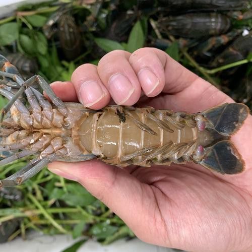 有沒(méi)有高清的中國(guó)龍蝦圖片？ 有沒(méi)有高清的中國(guó)龍蝦圖片？ 龍魚(yú)百科 第45張