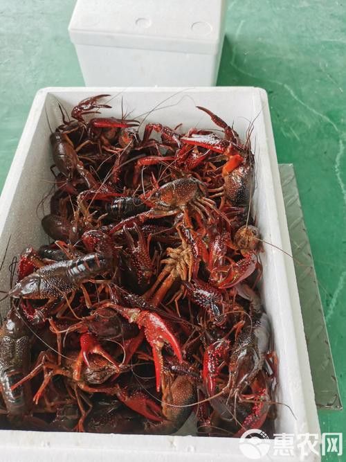 有沒(méi)有高清的中國(guó)龍蝦圖片？ 有沒(méi)有高清的中國(guó)龍蝦圖片？ 龍魚(yú)百科 第47張
