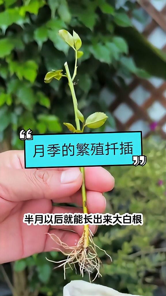 紅龍月季哪個繁殖方法最快？