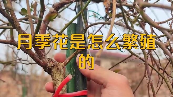 紅龍月季哪個繁殖方法最快？