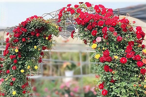 紅龍月季哪個繁殖方法最快？