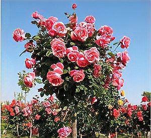 紅龍月季哪個繁殖方法最快？