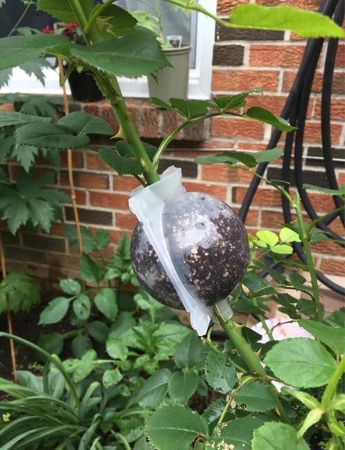 紅龍月季哪個繁殖方法最快？