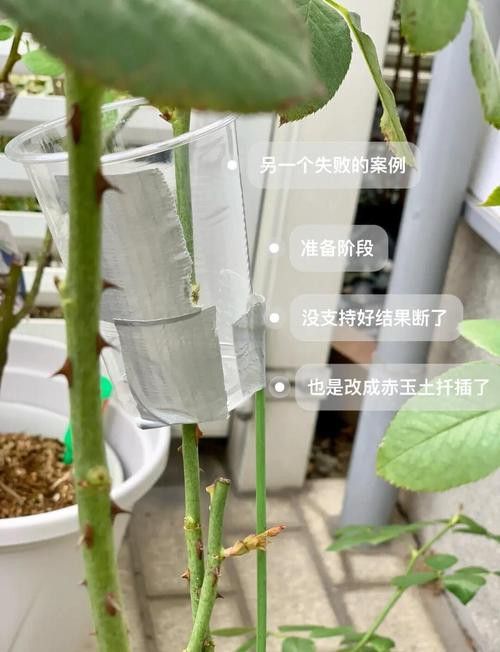 紅龍月季哪個繁殖方法最快？