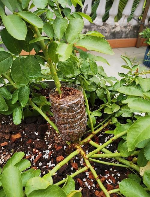 紅龍月季哪個繁殖方法最快？