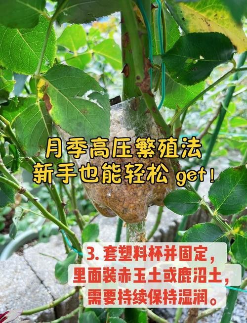 紅龍月季哪個繁殖方法最快？