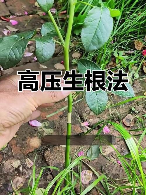 紅龍月季哪個繁殖方法最快？