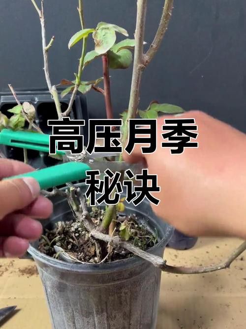 紅龍月季哪個繁殖方法最快？