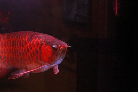 紅龍魚需要燈照嗎為什么：紅龍魚需要燈照嗎
