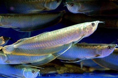 龍魚(yú)對(duì)水質(zhì)要求：龍魚(yú)可以吃什么食物好養(yǎng)活
