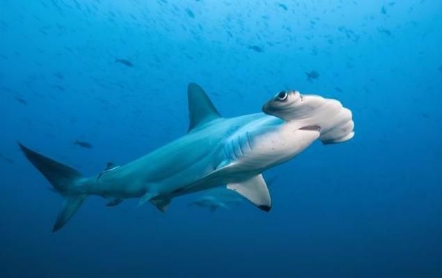 龍魚手機壁紙豎屏：龍魚手機壁紙豎屏的詳細信息龍魚壁紙版權查詢平臺 龍魚手機壁紙豎屏：龍魚手機壁紙豎屏的詳細信息龍魚壁紙版權查詢平臺 龍魚百科 第1張